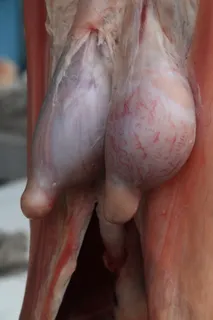 屠夫，屠宰，肉，食品，整只，切，屠宰，生