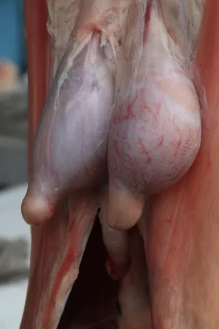 屠夫，屠宰，肉，食品，整只，切，屠宰，生