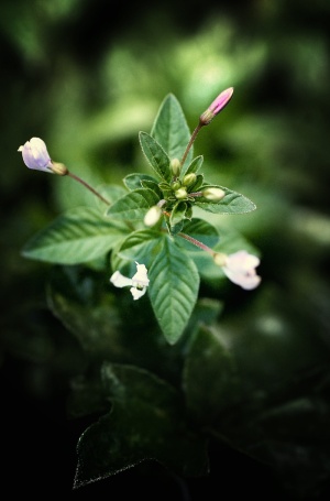芽，绿色，绿色，植物，自然，生长，叶，芽，绿色，植物
