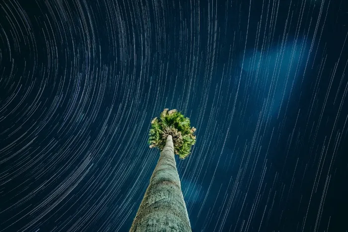 树木的延时摄影