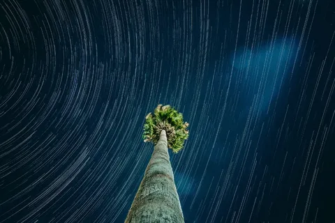 树木的延时摄影 树木的延时摄影