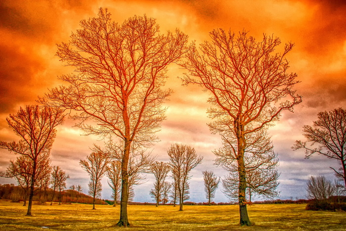 景观、自然、树木、卡尔、超现实主义、情绪、树枝、云