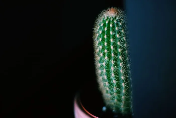 仙人掌，绿色，肉质植物，刺，摄影棚拍摄，室内，特写，无人