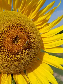 向日葵，八月，黄色，花，开花植物，花头，脆弱，脆弱