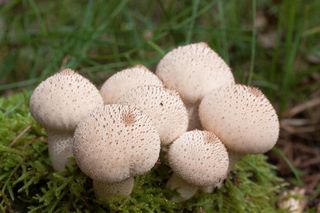 牛，袋，蛋牛，伞形，梨形，白色，幼嫩，颗粒状