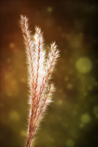 植物，草，秋天，余辉，自然，草，草地，关闭