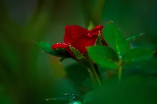 红色、玫瑰、花瓣、花朵、花朵、植物、自然、模糊