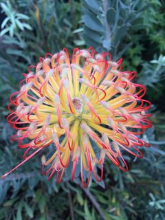 花卉，澳大利亚，黄色，开花，植物，本土，花园，开花