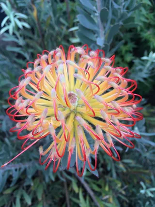 花卉，澳大利亚，黄色，开花，植物，本土，花园，开花