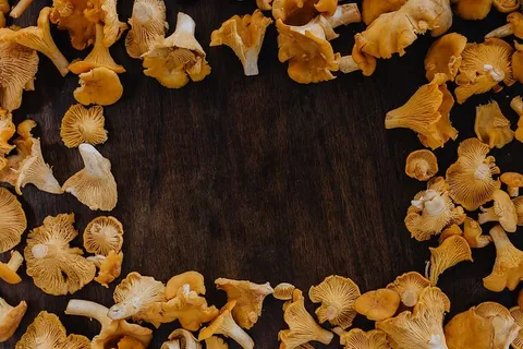 在树林里采蘑菇 在树林里采蘑菇