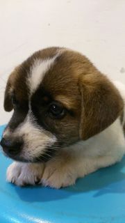 流浪狗，可爱，可爱，可爱的狗，一只动物，狗，宠物，哺乳动物