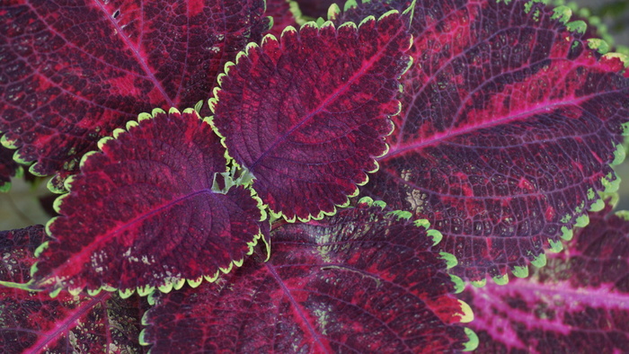 光、自然、艺术、图案、抽象、美丽、美丽、明亮