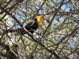 画眉，鸟类，鸟类，自然，小鸟，动物，山峰，脊椎动物