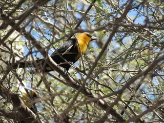 画眉，鸟类，鸟类，自然，小鸟，动物，山峰，脊椎动物