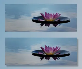 粉色，绿色，睡莲，宁静，自然，花朵，禅宗，平静