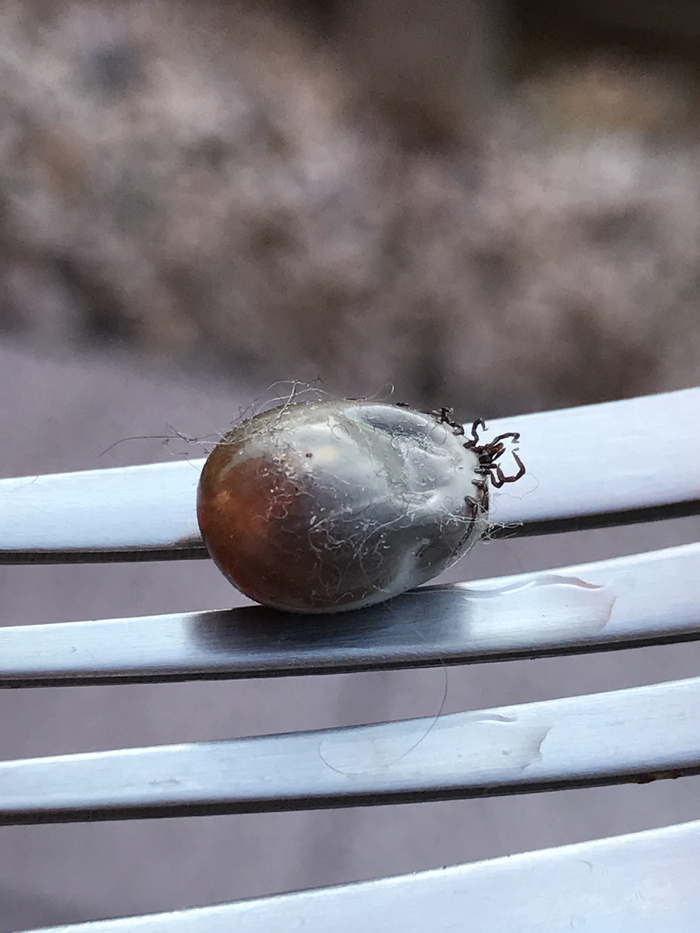 木蜱，莱姆病，动物，蜱，生物，健康风险，危险，常见木块