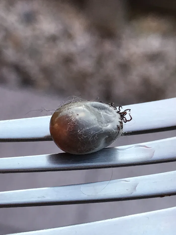 木蜱，莱姆病，动物，蜱，生物，健康风险，危险，常见木块