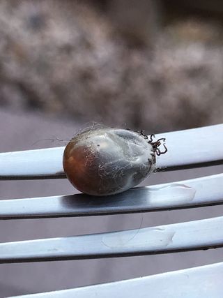 木蜱，莱姆病，动物，蜱，生物，健康风险，危险，常见木块