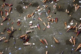 越南，胡志明市，海洋，海滩，贝壳，东南亚，亚洲，海洋