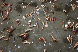 越南，胡志明市，海洋，海滩，贝壳，东南亚，亚洲，海洋