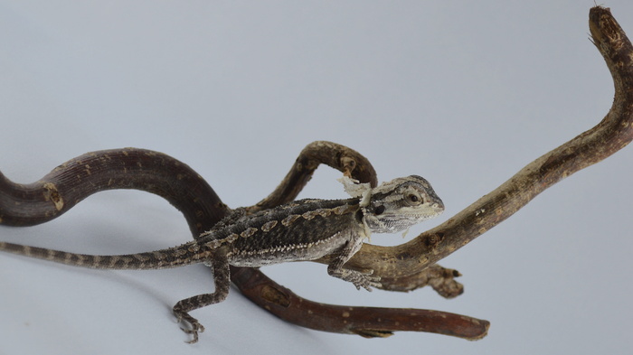 须龙，蜥蜴，龙舌兰，爬行动物，两栖动物，龙，干，树枝