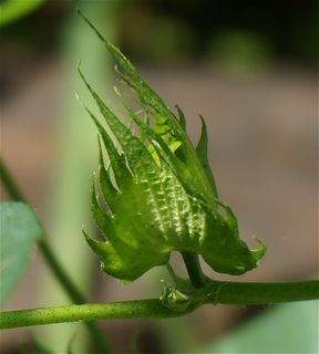 棉花芽，棉花，花，开花，开花，植物，棉花植物，花园