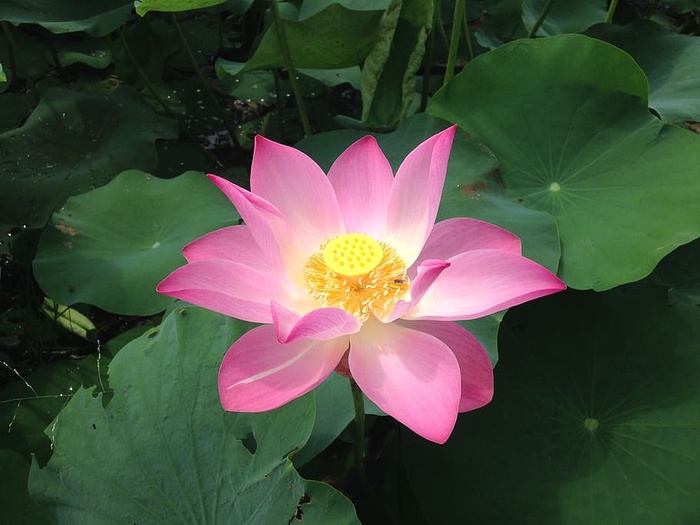 莲花，花朵，花朵，莲花，莲花，花朵，热带，盛开，自然