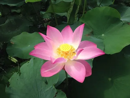 莲花,花朵,花朵,莲花,莲花,花朵,热带,盛开,自然 莲花,花朵,花朵,莲花,莲花,花朵,热带,盛开,自然