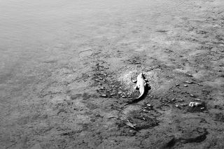 鳄鱼、动物、海滩、黑白、鳄鱼、景观、户外、爬行动物