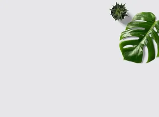 绿叶，叶子，植物，绿色，室内，室内设计，花，花