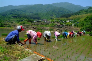Jeola do，it，自然生活答案，jiri，真人，男人，一群人，植物