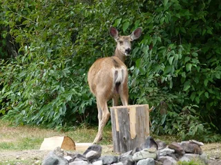 鹿，动物，哺乳动物，观看，小心，注意力，湖泊，森林