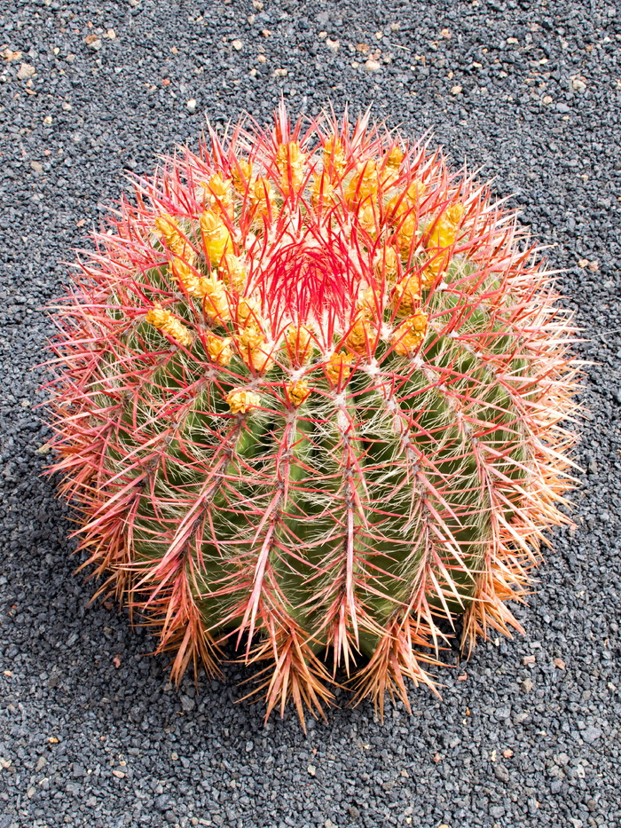 jardin de cactus，cactus，lanzarote，西班牙，非洲景点，guatiza，熔岩，岩石