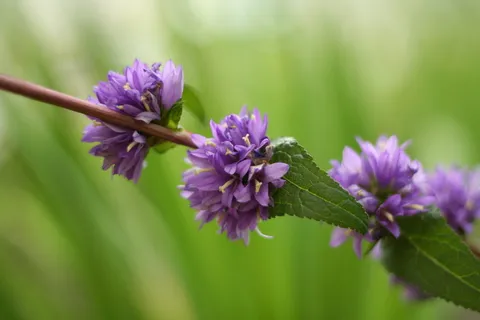经常开花蝙蝠，花朵，自然，植物，紫红色，花朵，开花植物，植物