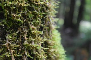 苔藓，自然，树木，绿色，森林，自然，植物，宏观