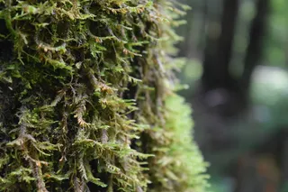 苔藓，自然，树木，绿色，森林，自然，植物，宏观