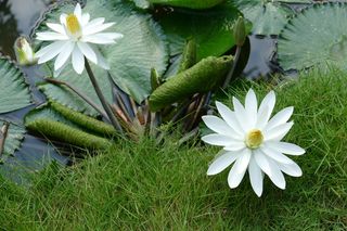 睡莲、越南、亚洲、热带、湖泊、池塘、罗森戈湖、自然