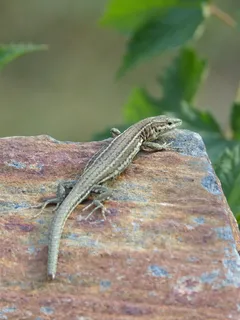 伊比利亚蜥蜴、蜥蜴、萨甘塔纳蜥蜴、爬行动物、板岩、岩石、波达尔西亚西班牙裔、动物主题