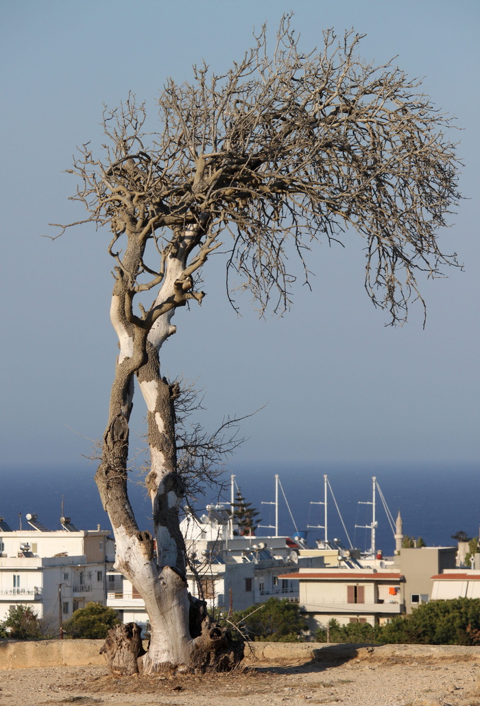 dead tree，sea，greece，horizon house，city，views，rhodes，树枝