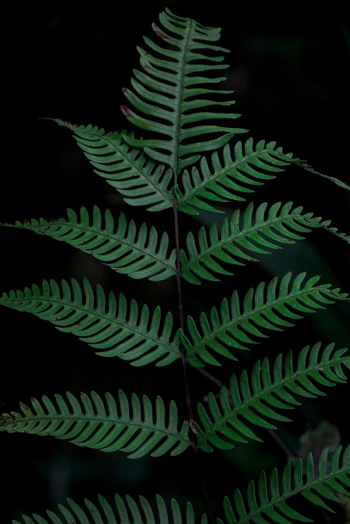 绿叶植物