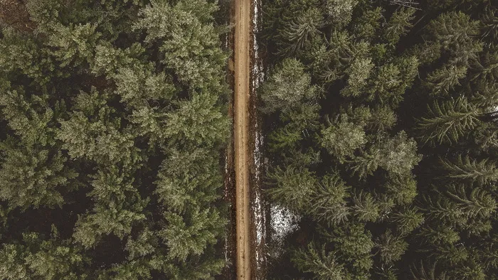 松树间道路鸟瞰图