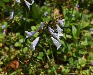 美国，橡树岭，春天，自然，药用，植物，开花，五彩缤纷