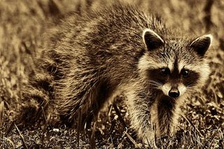 选择性聚焦摄影黑白浣熊