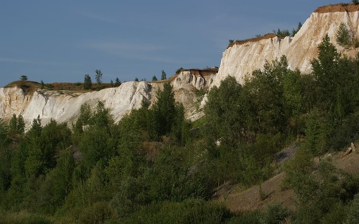 植物、动物、宏、博克、自然、植物、树木、天空