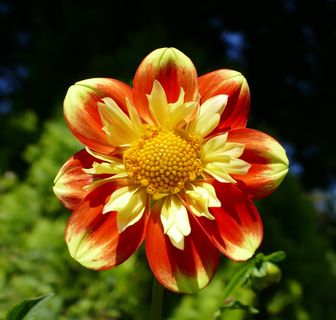 大丽花，地热，双色，复合材料，花，开花植物，植物，脆弱性