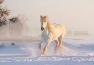 白色，马，跑步，雪，圣诞节，冬天，白色的马，圣诞节