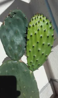 刺梨,刺梨,刺梨叶片,仙人掌科,仙人掌,多汁植物,仙人掌,绿色 刺梨,刺梨,刺梨叶片,仙人掌科,仙人掌,多汁植物,仙人掌,绿色
