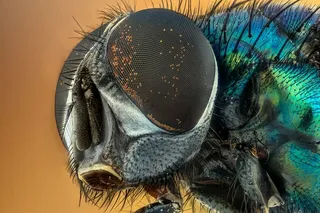 微距摄影，家蝇，微距，昆虫，绿色，眼睛，自然，苍蝇