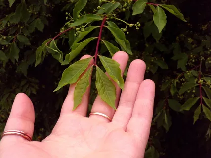 叶子，树，手，戒指，股票，摄影，下载，人手