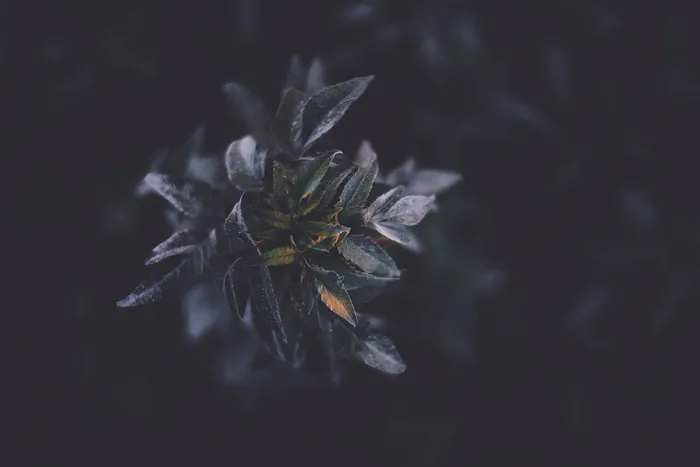 花，自然，叶，紫罗兰色，深色，波基色，植物，特写